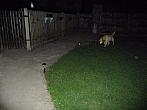 Třibřichy